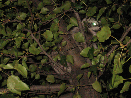 state-street-raccoon