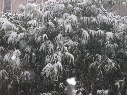snow-1