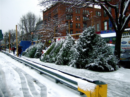 snowtrees2